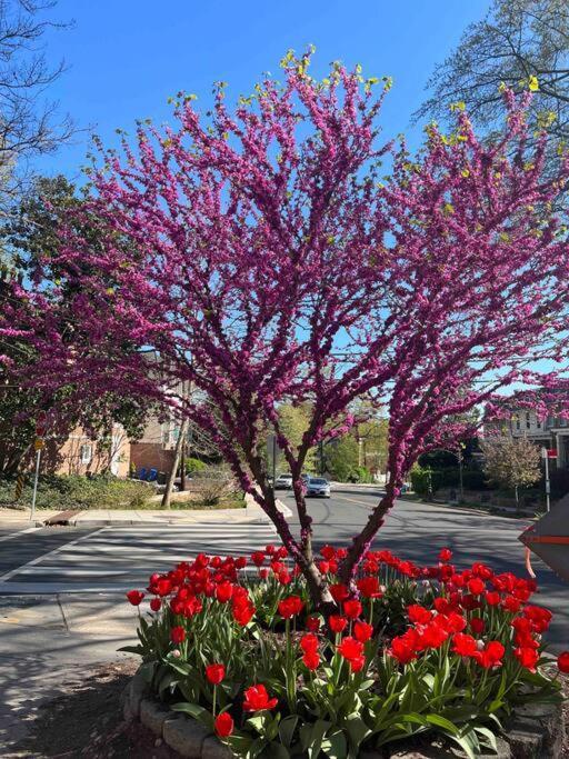 Apartament Glover Park/Georgetown Oasis With Parking Waszyngton Zewnętrze zdjęcie